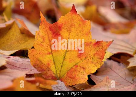 Die Herbstfarben der Natur. Isolierte Nahaufnahme eines einzelnen mehrfarbigen Ahornblatts, das auf einem Teppich aus heruntergefallenen Blättern liegt, die den Boden bedecken. Stockfoto