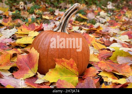 Reifer orangefarbener Kürbis, der auf einem bunten Teppich aus Ahornblättern ruht, der den Boden bedeckt. Flacher Fokus, mit dem der Hintergrund absichtlich unscharf dargestellt wird. Stockfoto