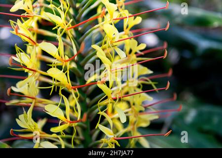 Nahaufnahme der gelben Blume 'Flor de Conteira' . Hedychium gardnerianum Blume von den Azoren Stockfoto