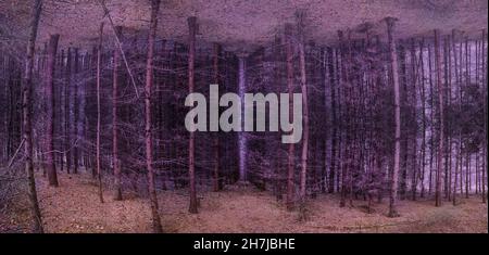 Seltsamer Halloween Herbst Wald mit dunklen symmetrischen Hölzern. Magischer Okkultur symmetrischer Herbstwald. Stockfoto