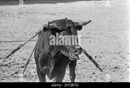 Ein verwundete Bulle in der Arena, Madrid, Spanien Foto: Bo Arrhed Stockfoto