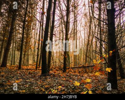 Göttlicher dichter dunkler Herbstwald mit gelben bunten Blättern. Herbstfärbung Bunte fallende Blätter zwischen gruseligen Bäumen. Stockfoto