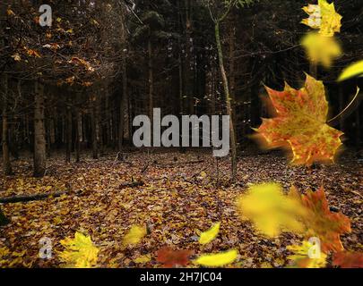 Göttlicher dichter dunkler Herbstwald mit gelben bunten Blättern. Herbstfärbung Bunte fallende Blätter zwischen gruseligen Bäumen. Stockfoto