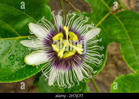 Lila Weiß Gelb Passionsblume Grüne Blätter Passionsblume Moorea Tahiti Französisch-Polynesien. Die Frucht bildet den Saft und wird in der einheimischen Medizin verwendet Stockfoto