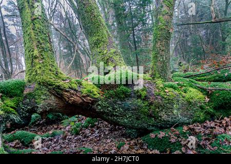 Der Sturmwald, der durch einen Sturm im Jahr 1972 geschaffen wurde, nach dem die Bäume mit Moos und Farnen überwuchert wurden, in der Nähe des Dorfes Exloo in der Provinz Stockfoto