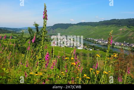 Mosel bei Kinheim bei Kröv an der Mosel, Rheinland-Pfalz, Deutschland Stockfoto