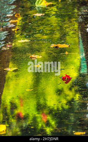 Nach Regen Sturm Grün Reflexion Abstrakte Wasserblumen Verlässt Moorea Tahiti Französisch-Polynesien. Stockfoto