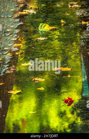 Nach Regen Sturm Grün Reflexion Abstrakte Wasserblumen Verlässt Moorea Tahiti Französisch-Polynesien. Stockfoto