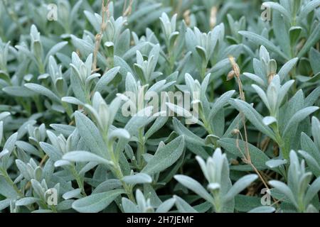 Samtig behaarte grüne Stachys byzantina Blätter. Herb Lämmer Ohr. Eine wunderschöne, Mehrjährige Krautige Pflanze mit Samtblättern aus nächster Nähe. Blumenbeete in der pa Stockfoto