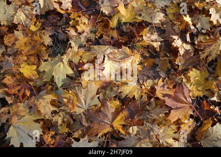 Gefallener gelber Ahorn Blätter Herbst Hintergrund Stockfoto