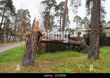 St. Petersburg Russland 26. Oktober 2021 riesige Kiefer ist wie ein Spiel durch den Sturmwind gebrochen, brach den Zaun des Hauses Stockfoto