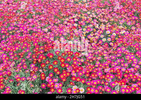 Meteor rot und rosa Feld Gänseblümchen Gänseblümchen, Genua, Ligurien, Italien, Europa Stockfoto