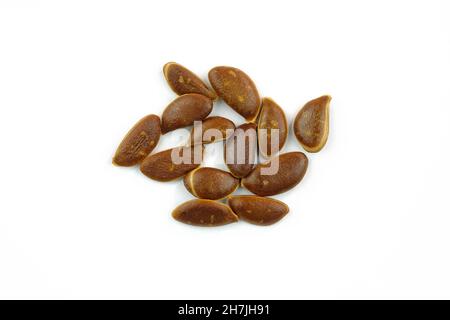 Kakimmon brauner Kern auf weißem Hintergrund Draufsicht. Braun trocken roh große Gruben aus der Frucht. Orangen-Beerensamen aus der Nähe. Stockfoto