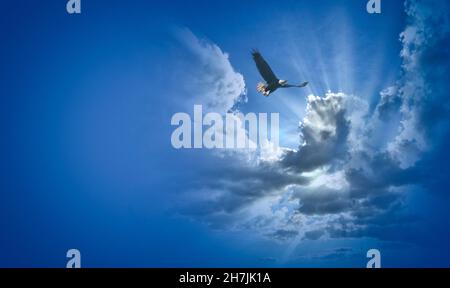 Konzept FOTOGRAFIE: Flying High Stockfoto