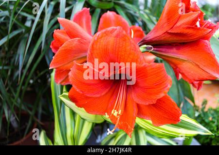 Rote Amaryllis Blume blüht, Amaryllis, Hippeastrams Blumen Stockfoto