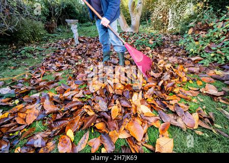 Raking Magnolia Blätter im Herbst auf Rasen Rasen bereit, mit Blatt Vakuum zu schredbern, um Blattform oder Mulch nach Verrottung in Müllsäcken, zu machen,, berkshire, UK Stockfoto