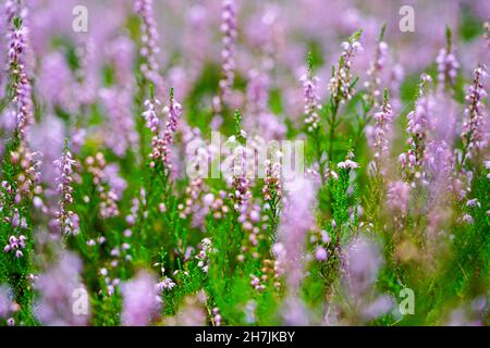 Blühende wildrosafarbene violette Heidekraut blüht im Wald Stockfoto