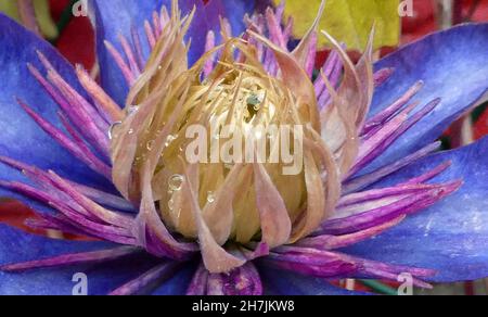 Nahaufnahme des Herzens einer blauen Clematis-Blume. Dort tropft ein Tau auf die Blütenblätter. Es ist eine Sorte namens 'Multi Blue', die außergewöhnliche Blumen hat Stockfoto