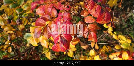 Rote Herbstblätter eines Rosenbusches. Es ist eine Rose mit vielen Namen: rosa rugosa, rugosa Rose, Beach Rose, Japanese Rose, Ramanas Rose, Lletchberry Stockfoto