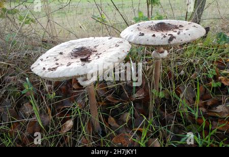 Zwei essbare Pilze im Gras. Es ist eine Macrolepiota procera oder der Sonnenschirm Pilz. Stockfoto