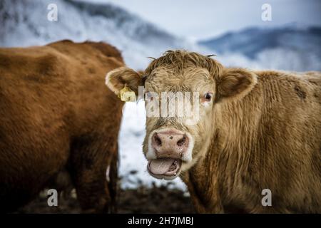 Graues Kuhvieh, das tagsüber auf einer Winterweide im Freien steht. Kuh schaut auf die Kamera, die ihre Zunge herausnimmt. Hochwertige Fotos Stockfoto