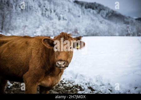 Graues Kuhvieh, das tagsüber auf einer Winterweide im Freien steht. Kuh, die im Winterschnee ein Kameraporträt anschaut. Hochwertige Fotos Stockfoto