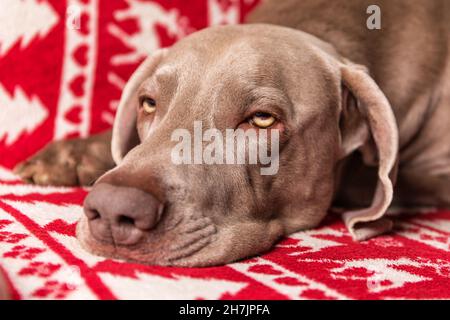 Schlafender Hund im Bett. Ein sehr verschlungener Weimaraner-Hund legt sich auf eine Fleecedecke auf einer Couch. Hundeaugen. Ruhe nach der Jagd. Stockfoto