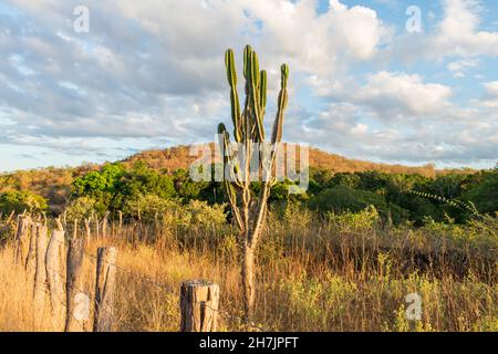 Mandacaru-Kaktus (Cereus jamacaru) und Landschaft im Herbst (Beginn der Trockenzeit) - Oeiras, Bundesstaat Piaui, Brasilien Stockfoto