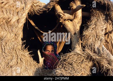 Kopf und Gesicht bedeckt mit Ajrak, einem traditionellen Kopftuch, schaut ein junges Mädchen durch den zerbrochenen Teil ihres Hauses, der aus Zweigen besteht, in der Zugluft Stockfoto