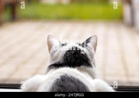 Weiße schwarze Katze, die aus dem Fenster schaut, Rückansicht, Herbsttag, Stockfoto