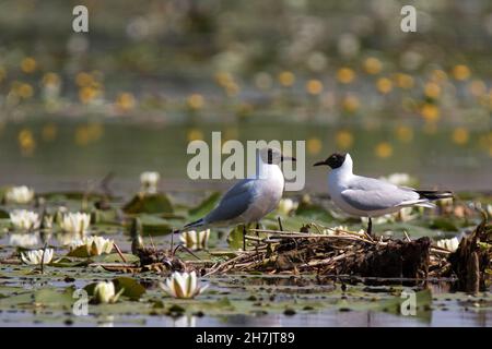 Schwarzkopfmöwen (Chroicocephalus ridibundus) Stockfoto