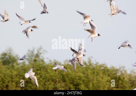 Schwarzkopfmöwen (Chroicocephalus ridibundus) Stockfoto