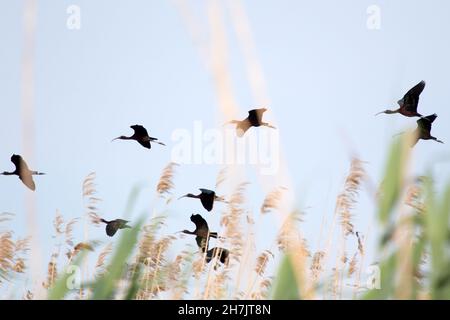 Glänzende Steinböcke (Plegadis falcinellus) Stockfoto