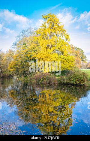 An einem sonnigen Herbsttag spiegelt sich ein leuchtend gelber Baum im Wasser. Lage: Stadtpark 'Westbroekpark' in Den Haag, Niederlande. Stockfoto