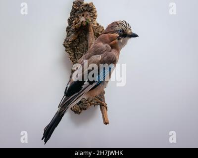 Detailansicht eines gefüllten eichelhähers (Garrulus glandarius) mit schönen Farben Stockfoto