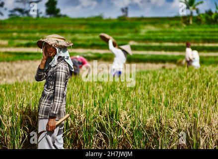 Ein Landarbeiter macht während einer Reisernte in Tpaksiring, Bali, Indonesien, eine Pause in der Hitze des Morgens. Stockfoto