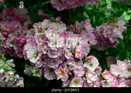 Rosa Perennial Blush, Rose Perennial Blush, Rambler Rose Perennial Blush, Rosa Mehbarbie, Wanderrose, perlrosa Halbdoppelblumen, Garten, Gärten, RM F Stockfoto