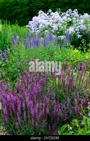 Salvia nemorosa Amethyst, balkanklarie, lila-lila Blüten, Stauden, mehrjährig, Blütenspitze, Spitzen, Blütenspitze, Spitzen, gemischtes Bett, Rand, Display, Salvi Stockfoto