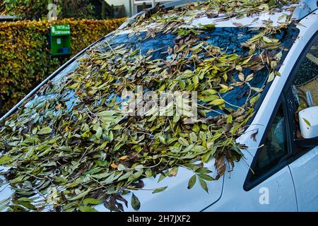 Die Windschutzscheibe eines Autos, bedeckt mit herbstlichen Blättern Stockfoto