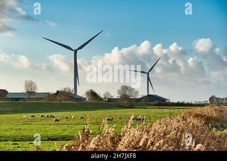 Zwei Windturbinen in einer landwirtschaftlichen Umgebung. Bauernhöfe, Wiese mit Schafen und trockenem Schilf. Im Norden der Provinz Groningen, Niederlande Stockfoto