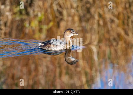 Ein Rattenschnabel spiegelt sich perfekt wider, während er in einem ruhigen goldenen Teich durch stille Gewässer schwimmt. Stockfoto