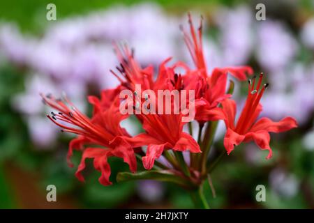 Nerine sarniensis var corusca major, Guernsey-Lilie, Jersey-Lilie, zart, blühend, Birne, Blumen, orange rote Blumen, Herbst, herbstlich, Westkap, Stockfoto