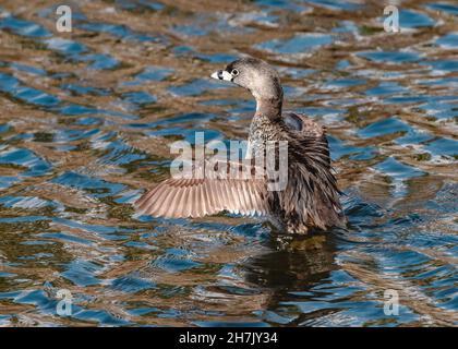 Ein Blick aus der Nähe auf einen Rattenschnabelschnabel während der Brutsaison, der sich aus dem Wasser erhebt und mit den Flügeln flattert. Stockfoto