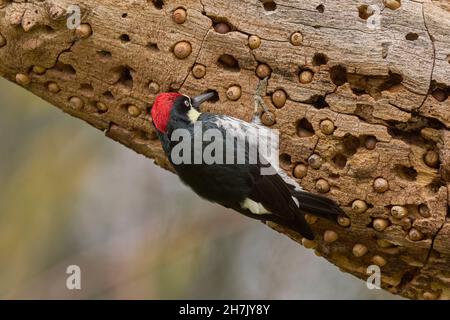 Acorn Woodpecker (Melanerpes formicivorus) Sacramento County California USA Stockfoto
