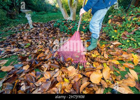 Raking Magnolia Blätter im Herbst auf Rasen Rasen bereit, mit Blatt Vakuum zu schredbern, um Blattform oder Mulch nach Verrottung in Müllsäcken, zu machen,, berkshire, UK Stockfoto