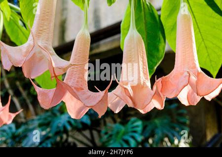 Brugmansia versicolor, „Engelstrompete“-Werk am Barbican Conservatory, London, Großbritannien. Stockfoto