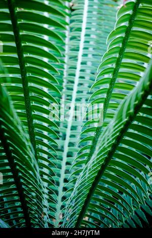 Wedel der Dioon spinulosum-Pflanze, die in Mexiko und Mittelamerika beheimatet ist. Stockfoto