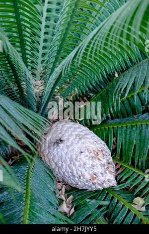 Dioon spinulosum Pflanze, heimisch in Mexiko und Mittelamerika. Stockfoto