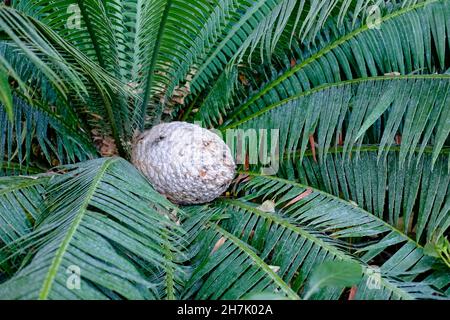 Dioon spinulosum Pflanze, heimisch in Mexiko und Mittelamerika. Stockfoto