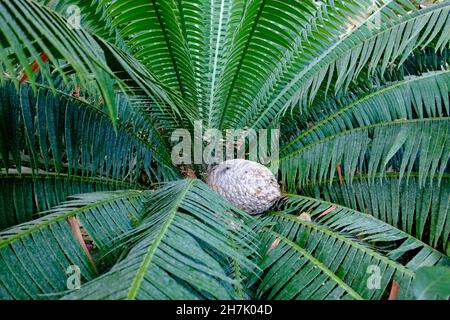 Dioon spinulosum Pflanze, heimisch in Mexiko und Mittelamerika. Stockfoto